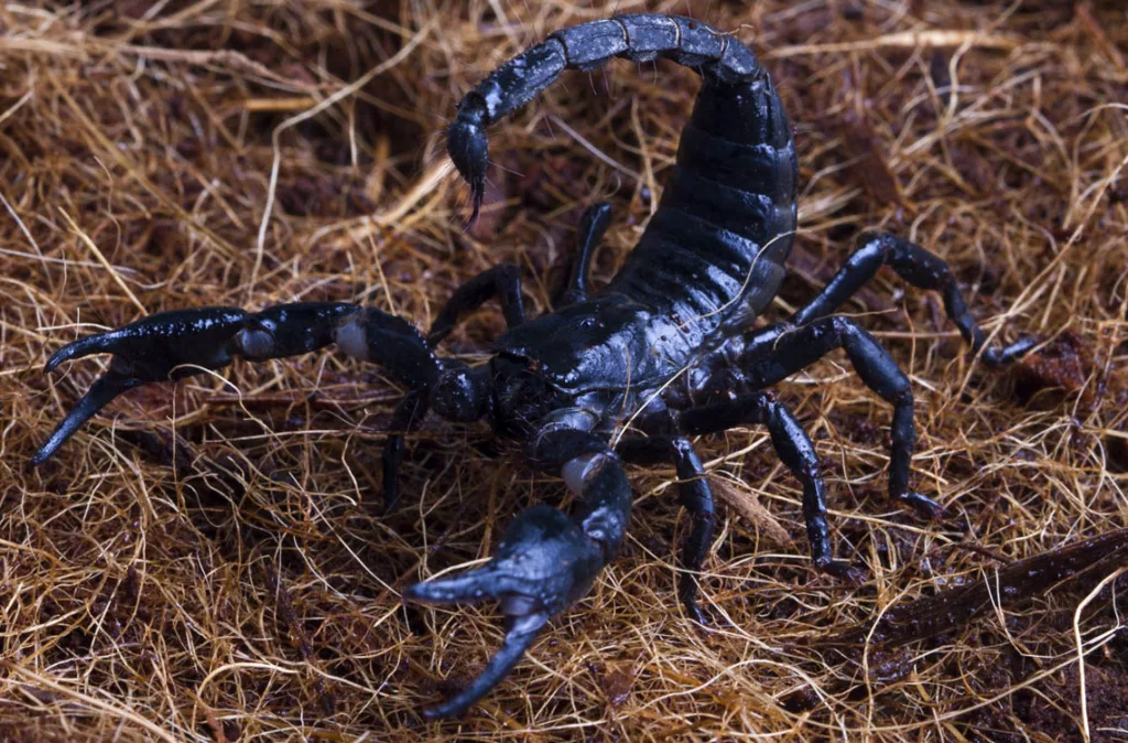 Habitantes de ocho caseríos de Lara alertas por presencia de escorpiones