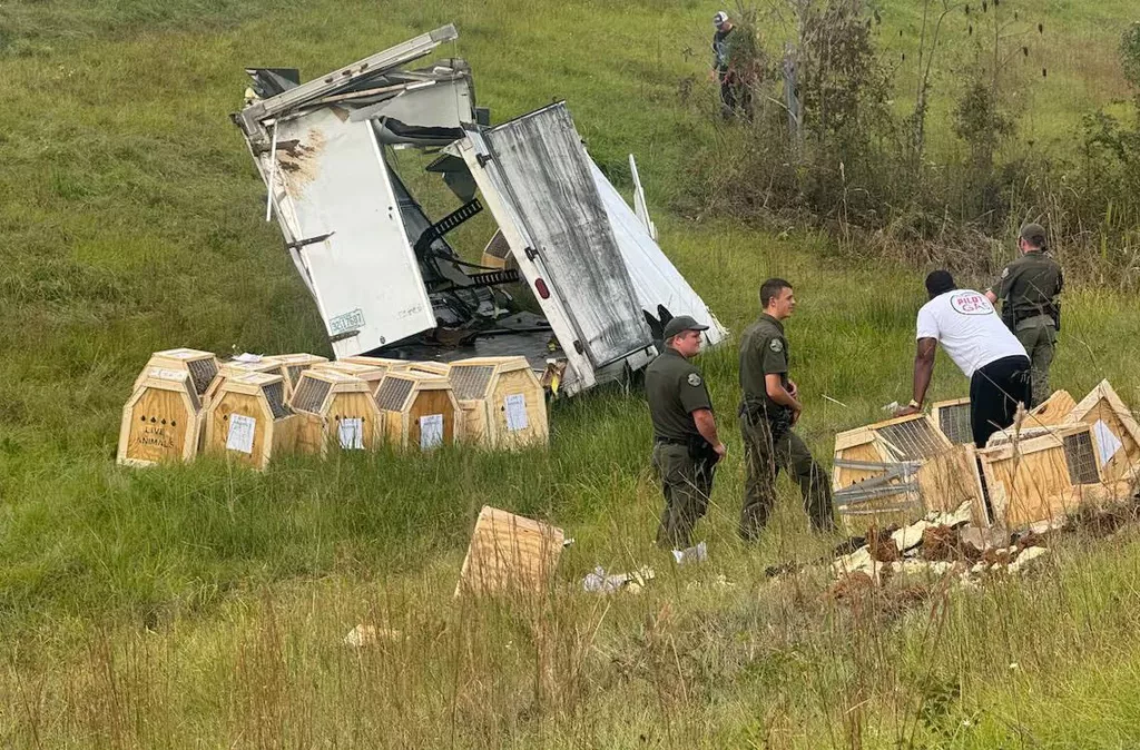 Tres monos de laboratorio a la fuga tras vuelco de camión que los transportaba en Misisipi