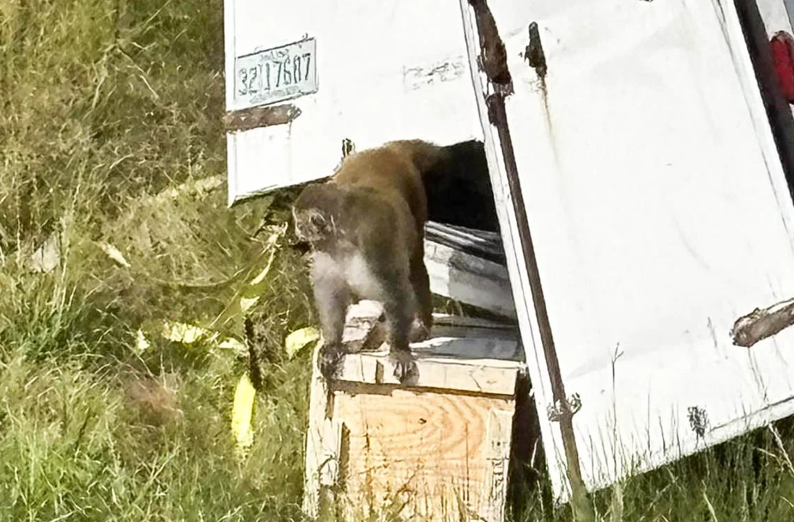 Tres monos de laboratorio a la fuga tras vuelco de camión que los transportaba en Misisipi Tres monos de laboratorio a la fuga tras vuelco de camión que los transportaba en Misisipi
