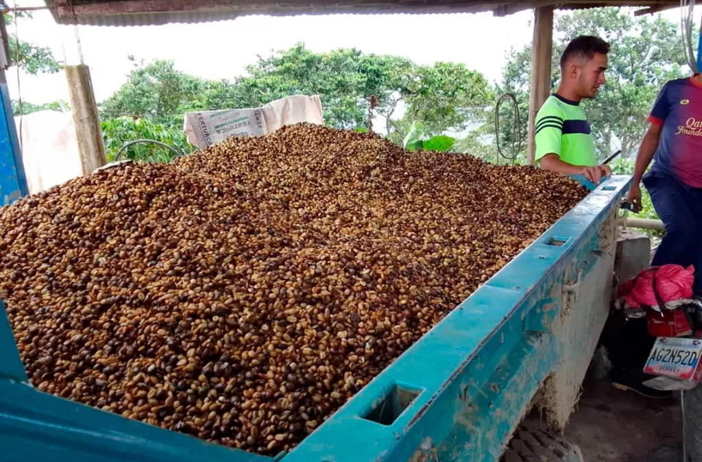 Productores de café: nuevo precio del café genera pérdidas