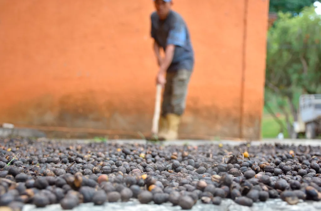 Productores de café: nuevo precio del café genera pérdidas