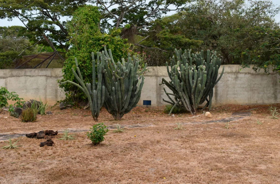 Preservación de la flora xerófila es una misión del Parque zoológico y Botánico Bararida