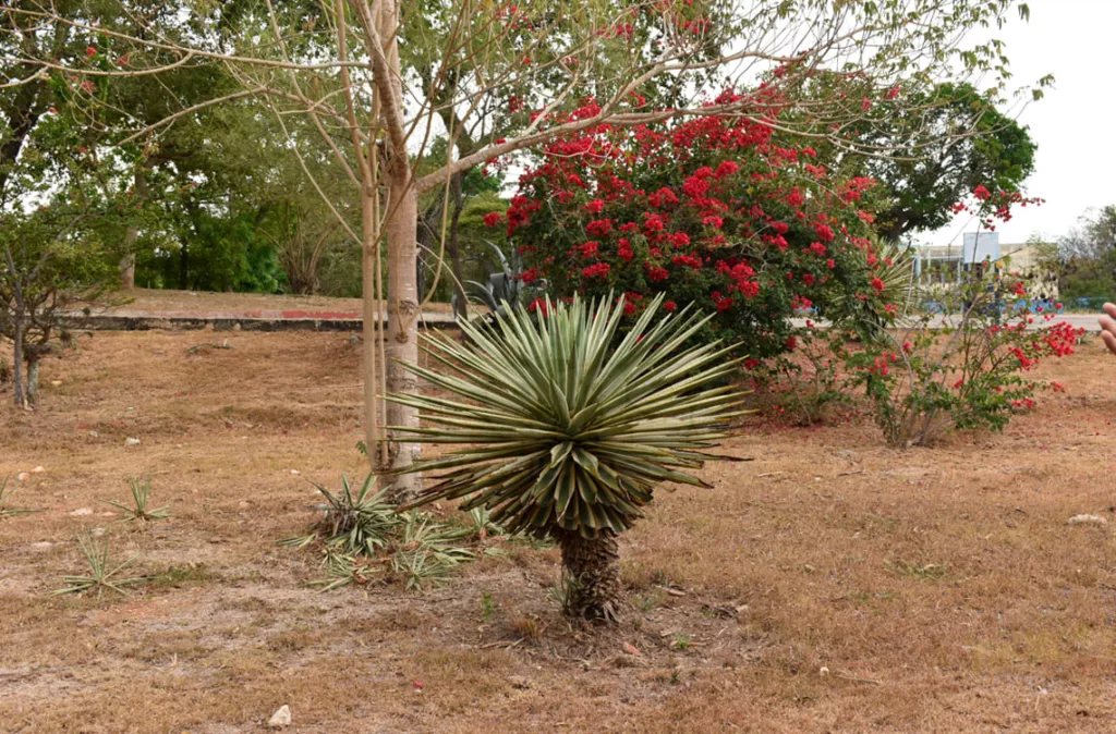 Preservación de la flora xerófila es una misión del Parque zoológico y Botánico Bararida