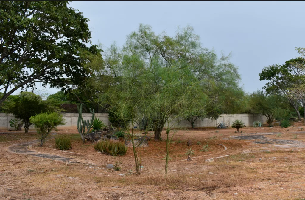 Preservación de la flora xerófila es una misión del Parque zoológico y Botánico Bararida