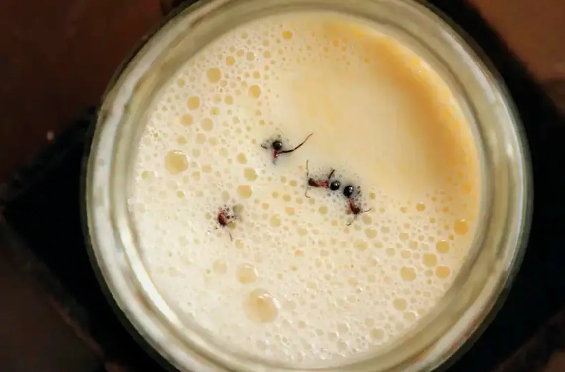 Hormigas en el yogur: una receta tradicional de los Balcanes para innovar en la fermentación