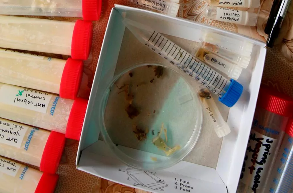 Hormigas en el yogur: una receta tradicional de los Balcanes para innovar en la fermentación