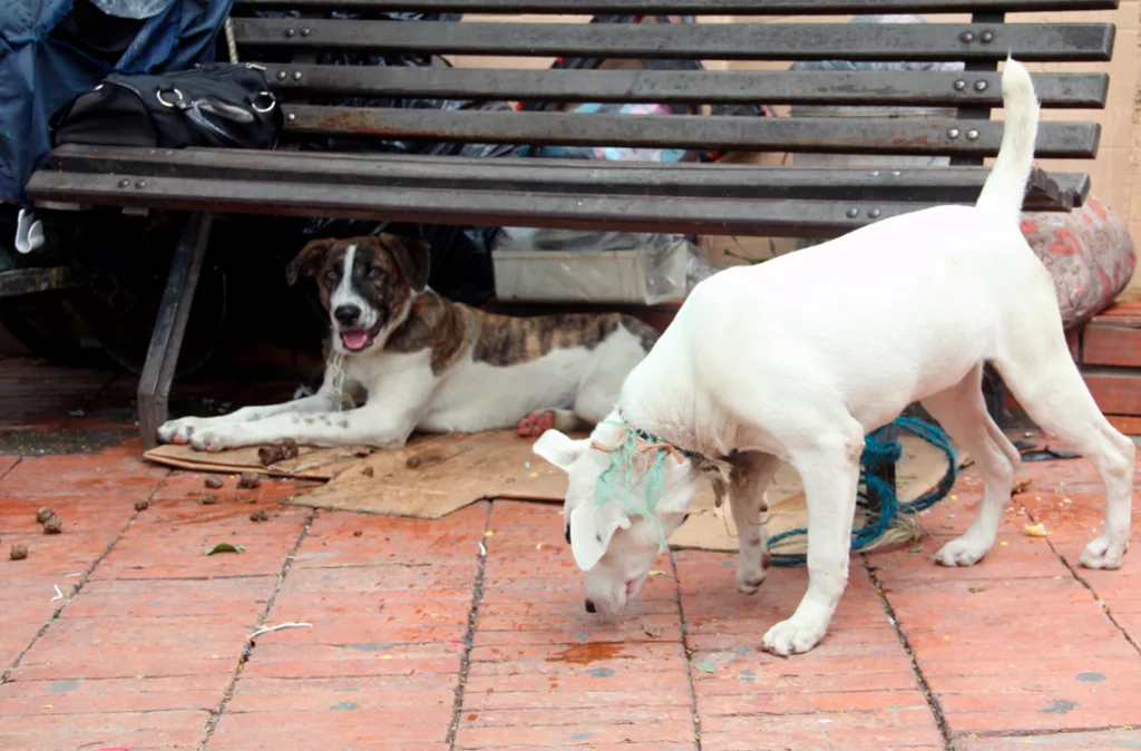 Proteccionistas piden penas de 5 a 10 años por maltrato animal