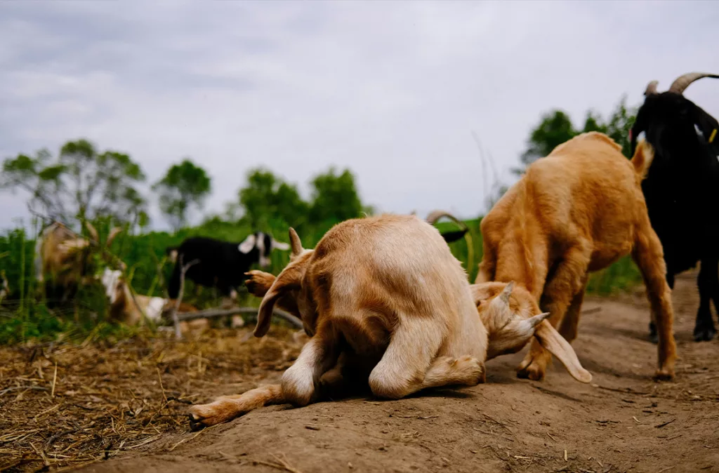 Proteccionistas piden penas de 5 a 10 años por maltrato animal