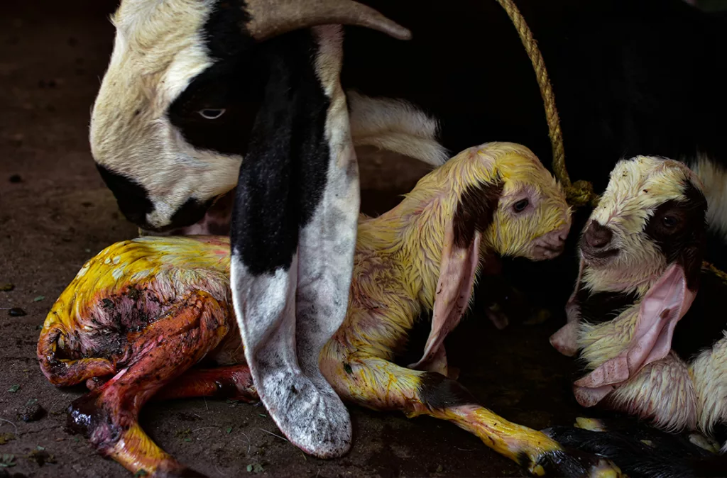 Proteccionistas piden penas de 5 a 10 años por maltrato animal
