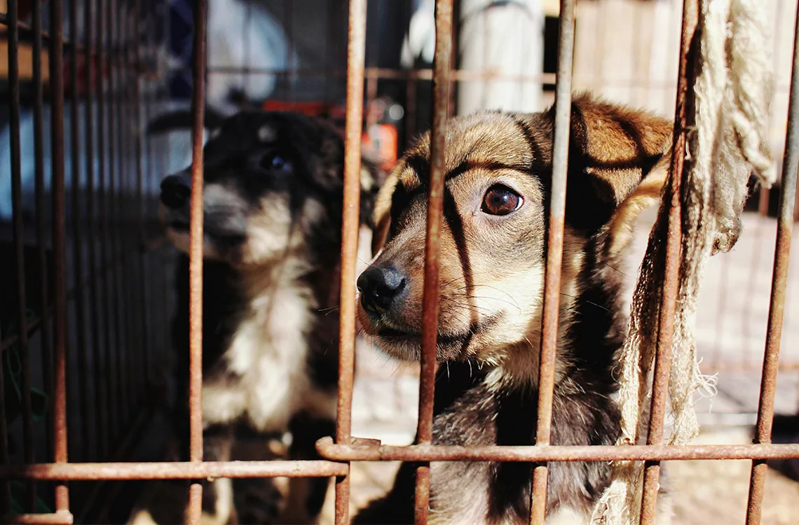 Proteccionistas piden penas de 5 a 10 años por maltrato animal
