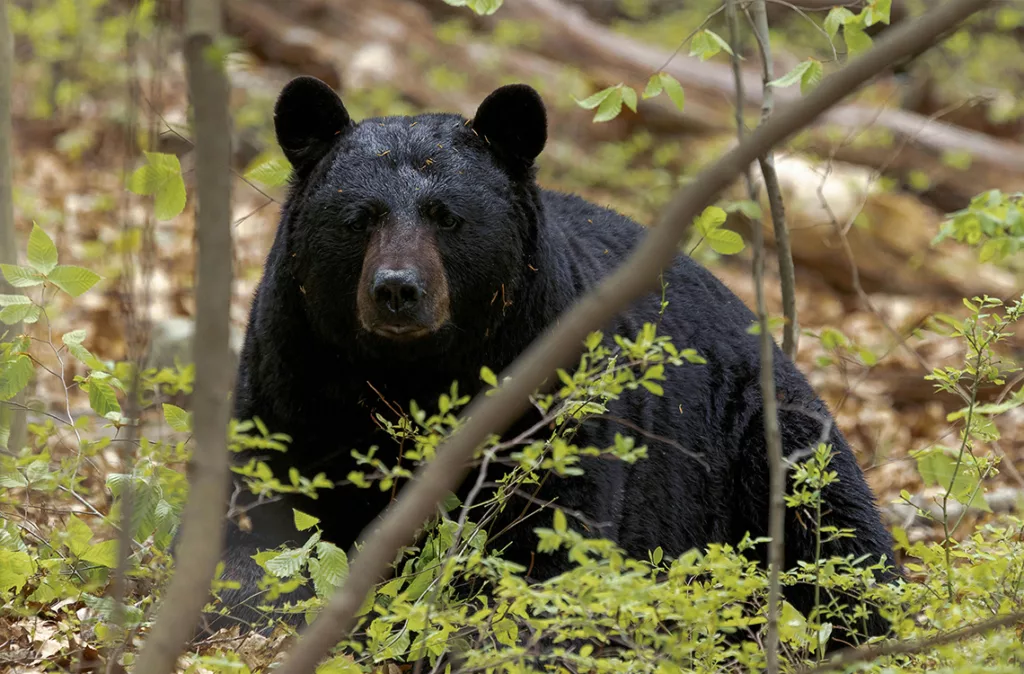 Japón enfrenta crisis por ataques de osos que alcanzan cifras récord y desatan alerta nacional