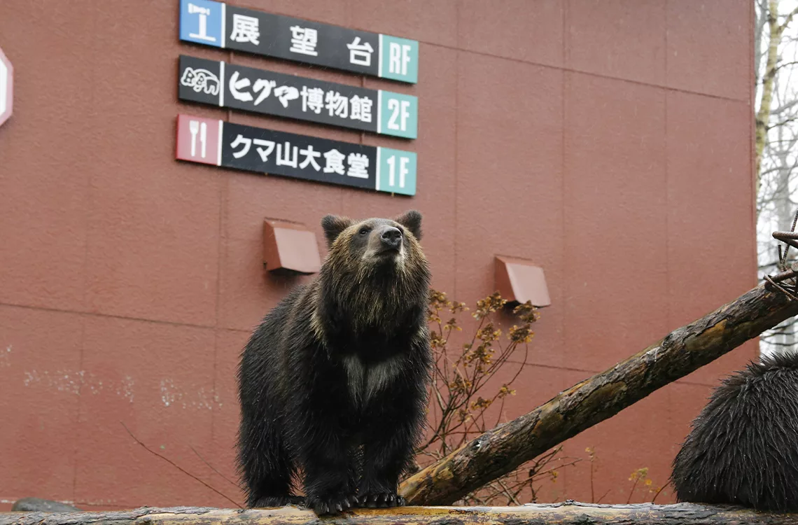 Japón enfrenta crisis por ataques de osos que alcanzan cifras récord y desatan alerta nacional Japón enfrenta crisis por ataques de osos que alcanzan cifras récord y desatan alerta nacional