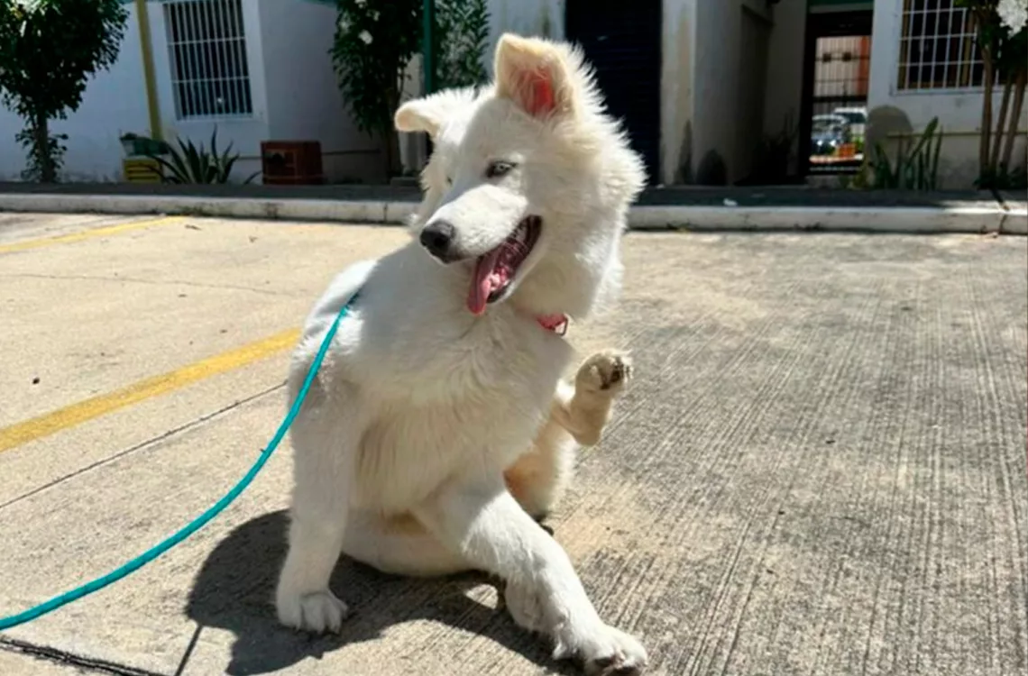 Envenenamiento de perro activa investigación en Barquisimeto