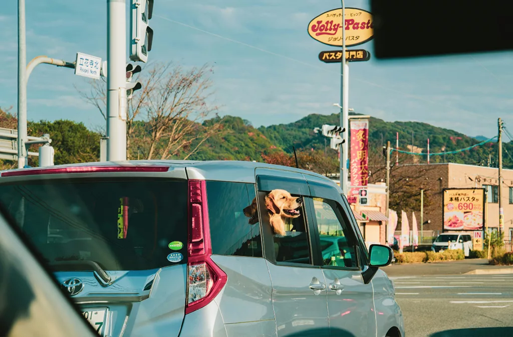 El número de mascotas supera la cantidad de niños menores de 15 años en Japón