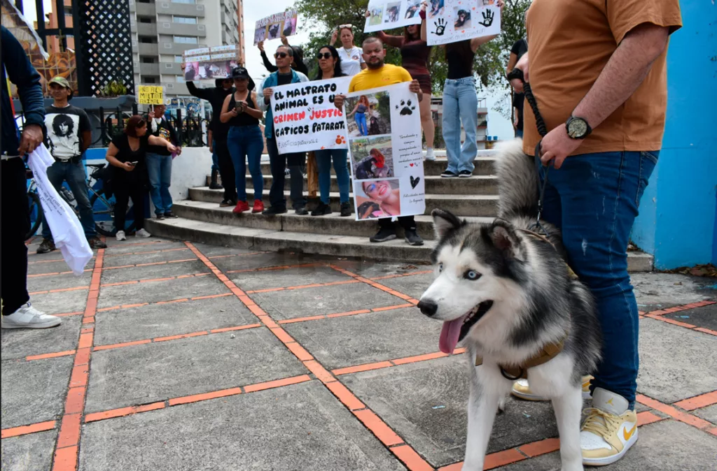 Rescatistas señalan zonas con envenenamiento masivo de animales