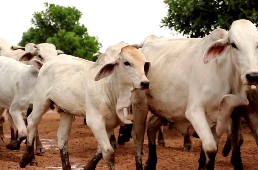 SLIDER vacas 1