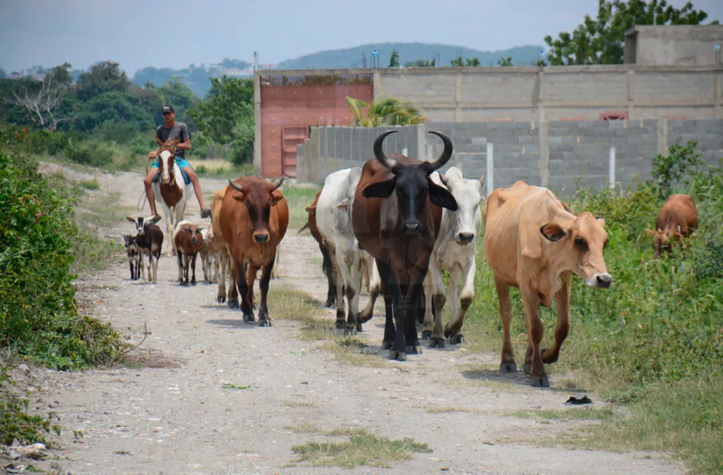 Fedenaga: Se necesita importar 800 mil reses para incrementar el rebaño