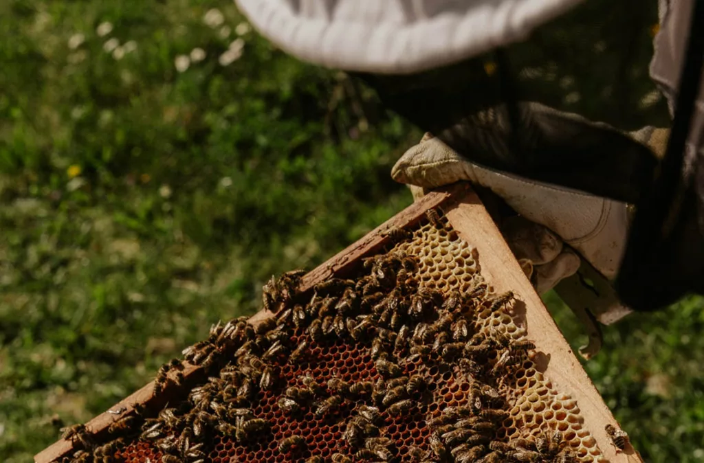 Apiterapia: el poder curativo de la abeja, desde la miel hasta la apitoxina