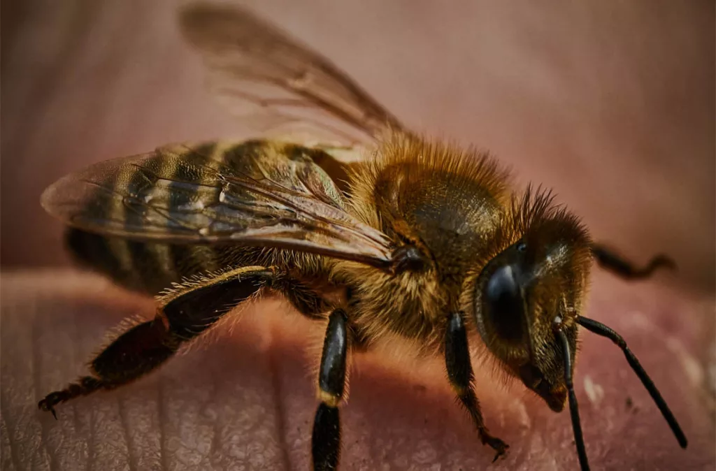 Apiterapia: el poder curativo de la abeja, desde la miel hasta la apitoxina
