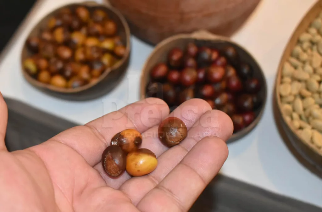 Café de especialidad es un mercado emergente en el país