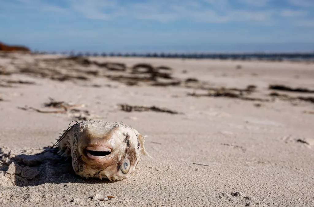 Desastre ecológico en Australia: Descubren una microalga culpable de floración tóxica masiva