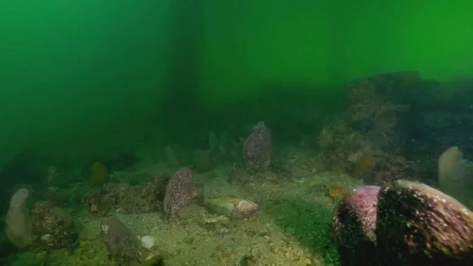 Desastre ecológico en Australia: Descubren una microalga culpable de floración tóxica masiva