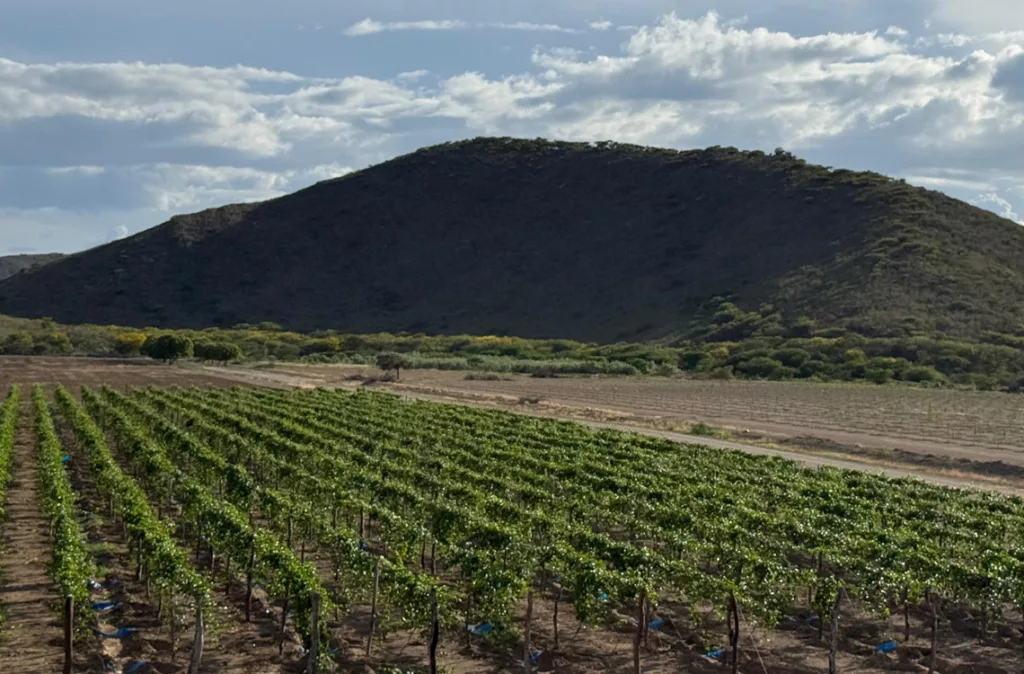 Europa recibió 1.5 toneladas de parchitas sembradas en Lara