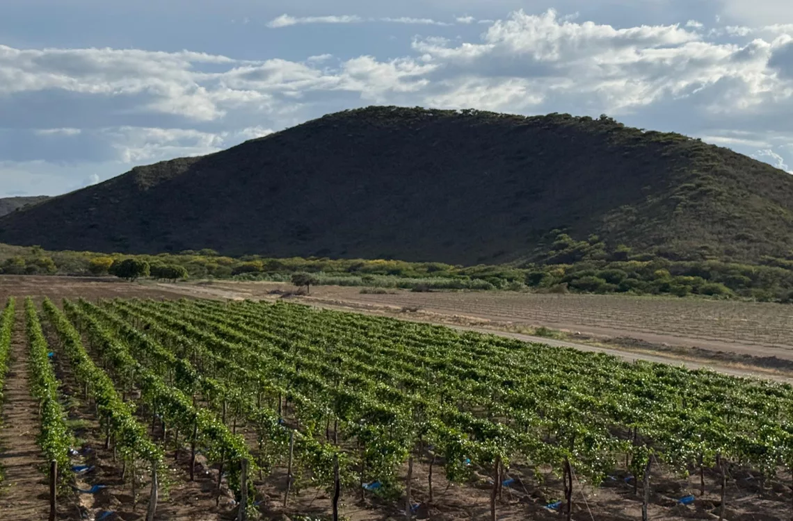 Europa recibió 1.5 toneladas de parchitas sembradas en Lara