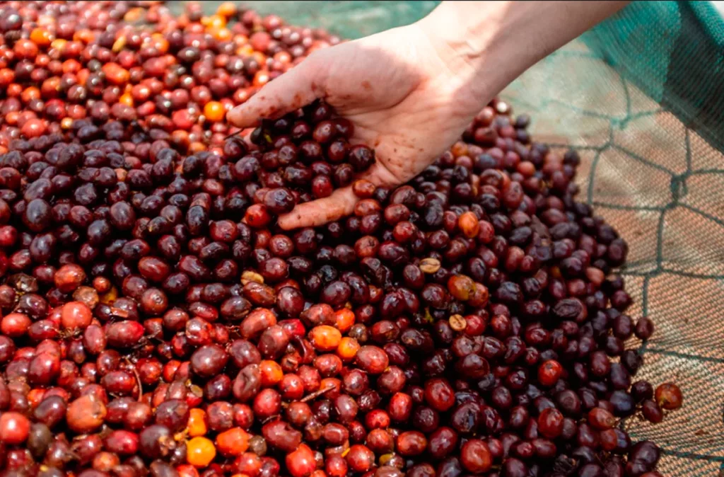 Primera ruta turística del café en Lara diversifica la economía de los caficultores