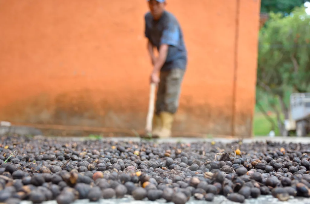 Primera ruta turística del café en Lara diversifica la economía de los caficultores
