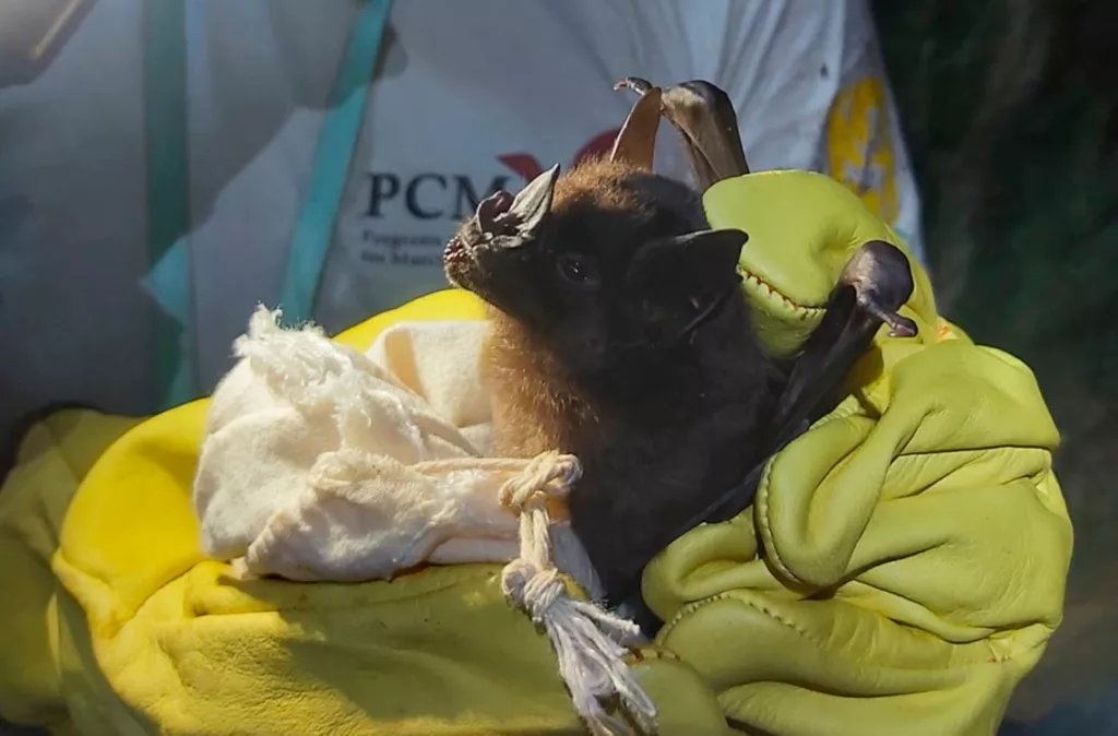 El murciélago: un mamífero temido que es clave para el agro