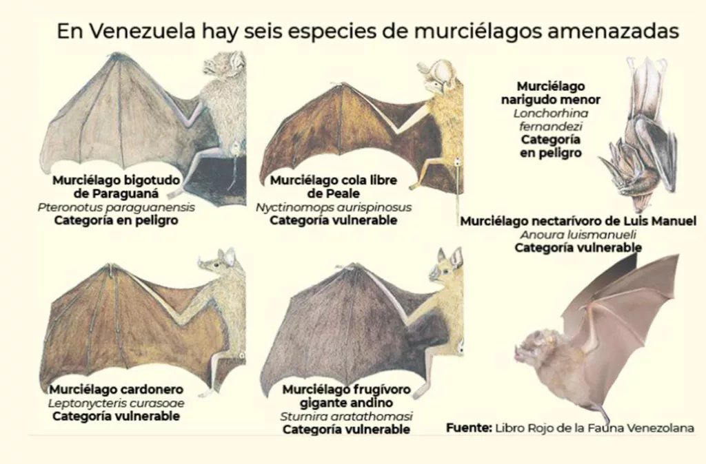 El murciélago: un mamífero temido que es clave para el agro