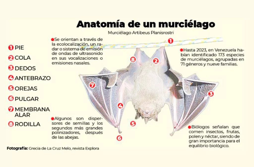 El murciélago: un mamífero temido que es clave para el agro