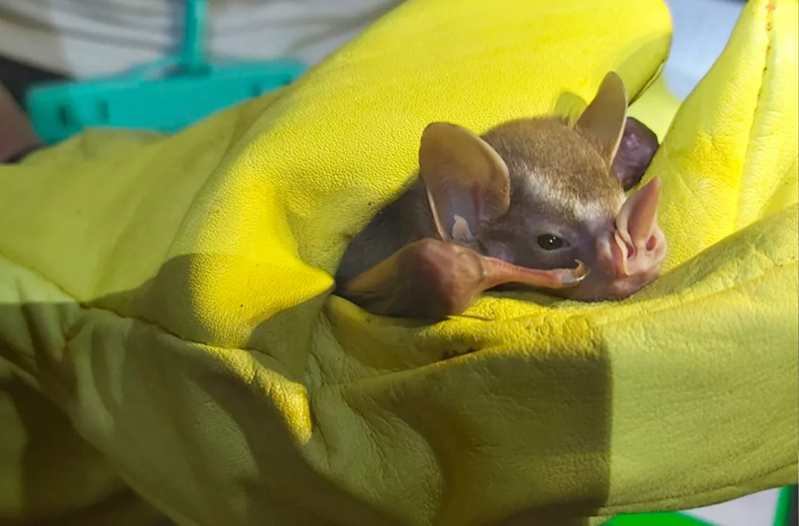 El murciélago: un mamífero temido que es clave para el agro