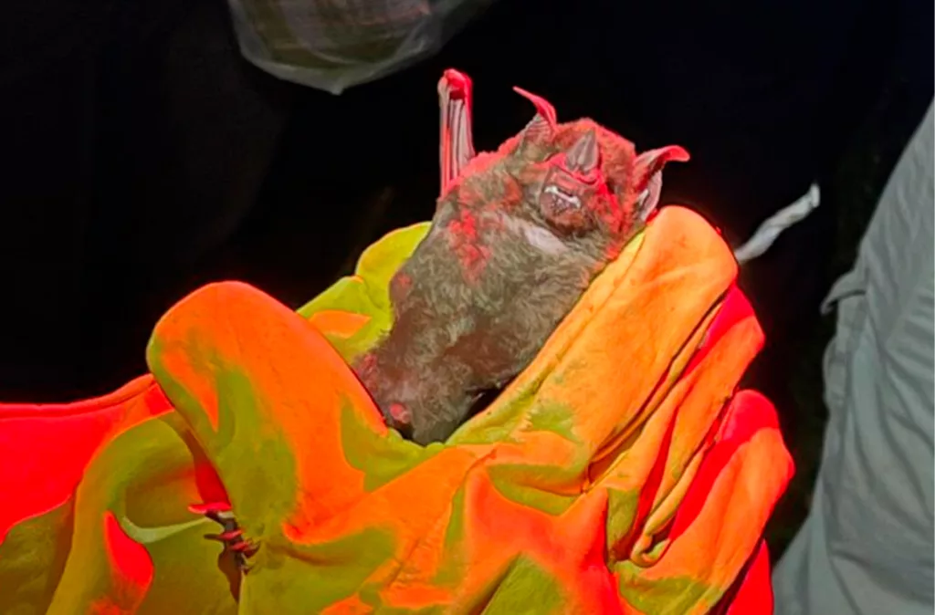 El murciélago: un mamífero temido que es clave para el agro