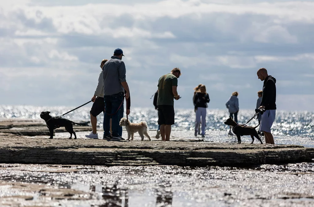 Estudio revela que el perro es el 'mejor amigo' del hombre desde hace más de 10.000 años