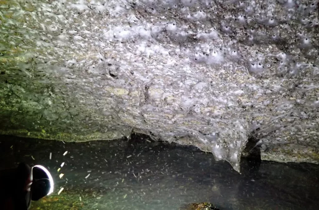 La telaraña más grande del mundo: Construida por más de cien mil arañas y con 106 metros cuadrados