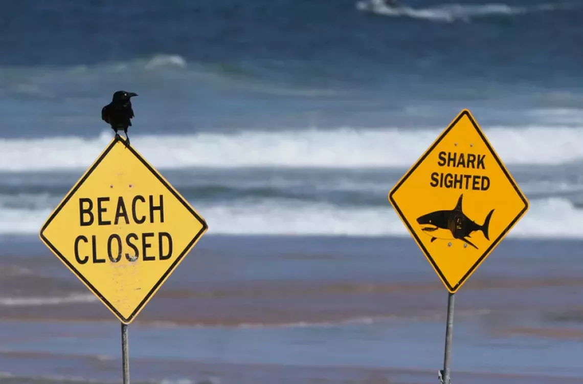 Tragedia en Australia: Ataque de tiburón deja una mujer fallecida y un herido grave Tragedia en Australia: Ataque de tiburón deja una mujer fallecida y un herido grave