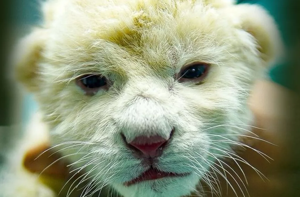 Zoológico Las Delicias anuncia el nacimiento de leones blancos, una especie en peligro de extinción