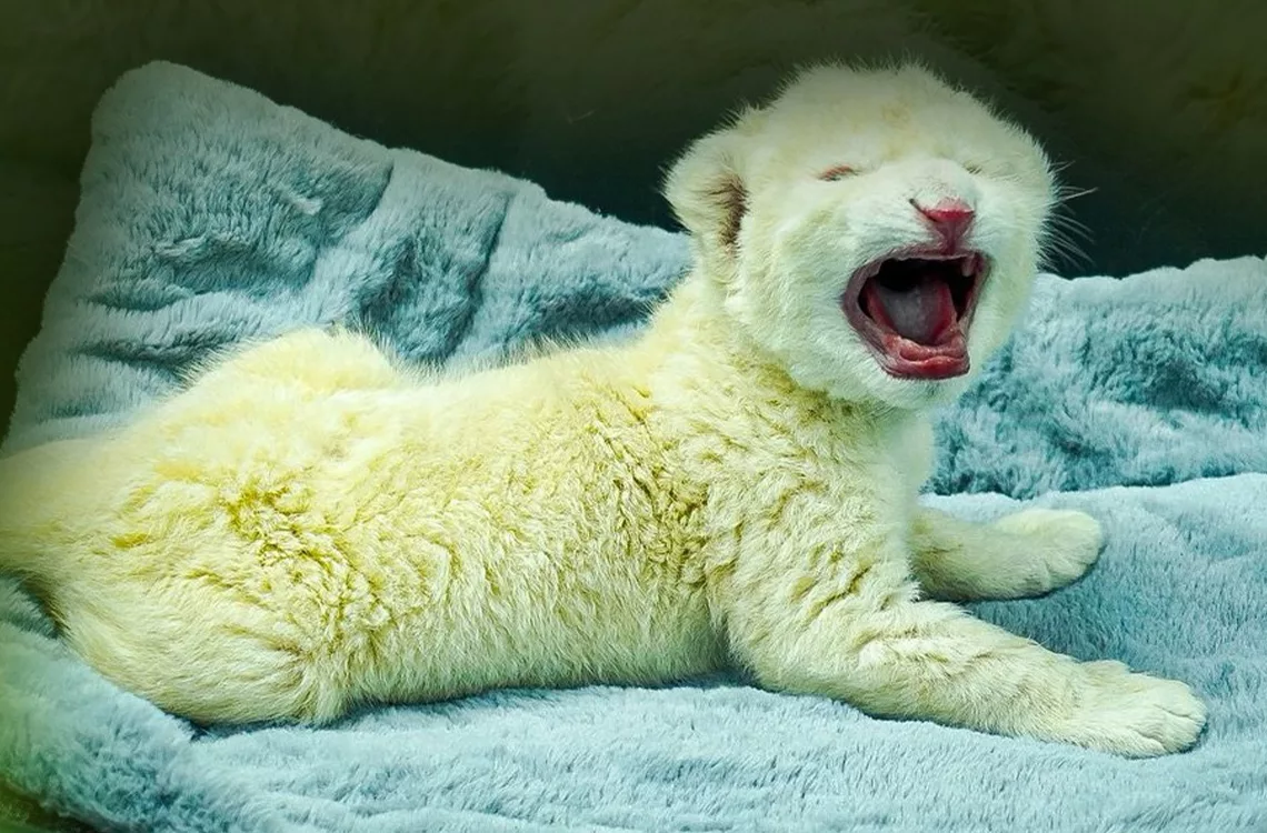 Zoológico Las Delicias anuncia el nacimiento de leones blancos, una especie en peligro de extinción Zoológico Las Delicias anuncia el nacimiento de leones blancos, una especie en peligro de extinción