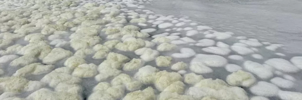 Desastre ecológico en Australia: Descubren una microalga culpable de floración tóxica masiva