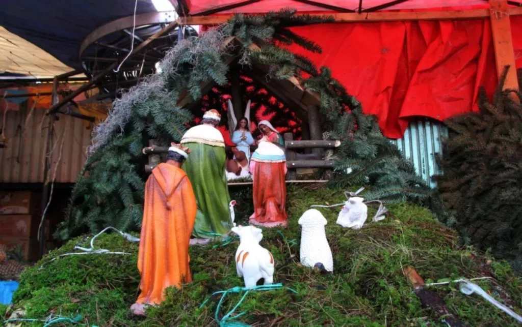 extraccion ilegal de musgo 2