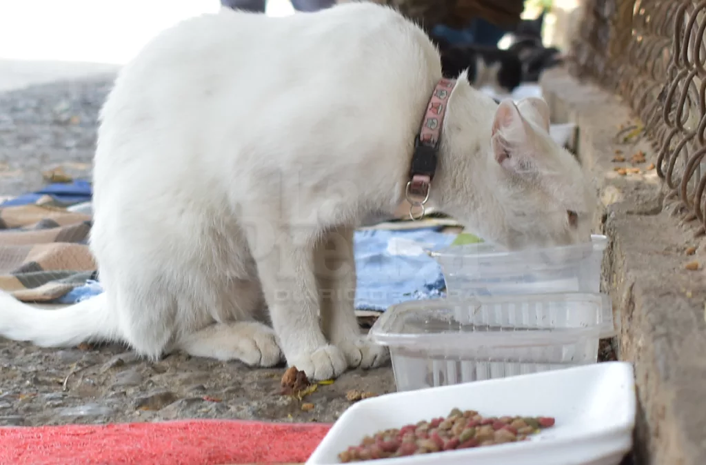 Vecinos convierten la calle 52 de Barquisimeto en un refugio para gatos