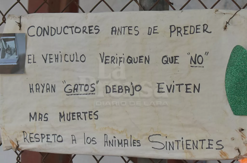 Vecinos convierten la calle 52 de Barquisimeto en un refugio para gatos
