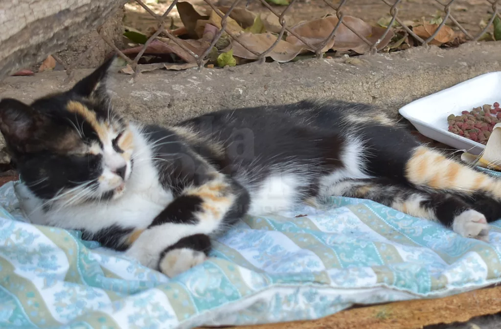 Vecinos convierten la calle 52 de Barquisimeto en un refugio para gatos