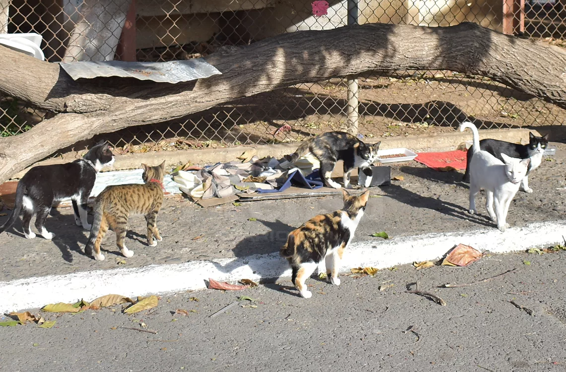 Vecinos convierten la calle 52 de Barquisimeto en un refugio para gatos Vecinos convierten la calle 52 de Barquisimeto en un refugio para gatos