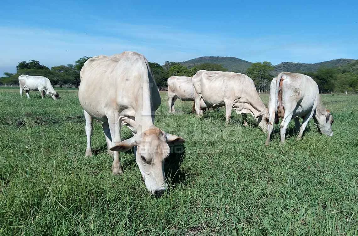 ucla-y-asocrica-raza-carora RAZA CARORA