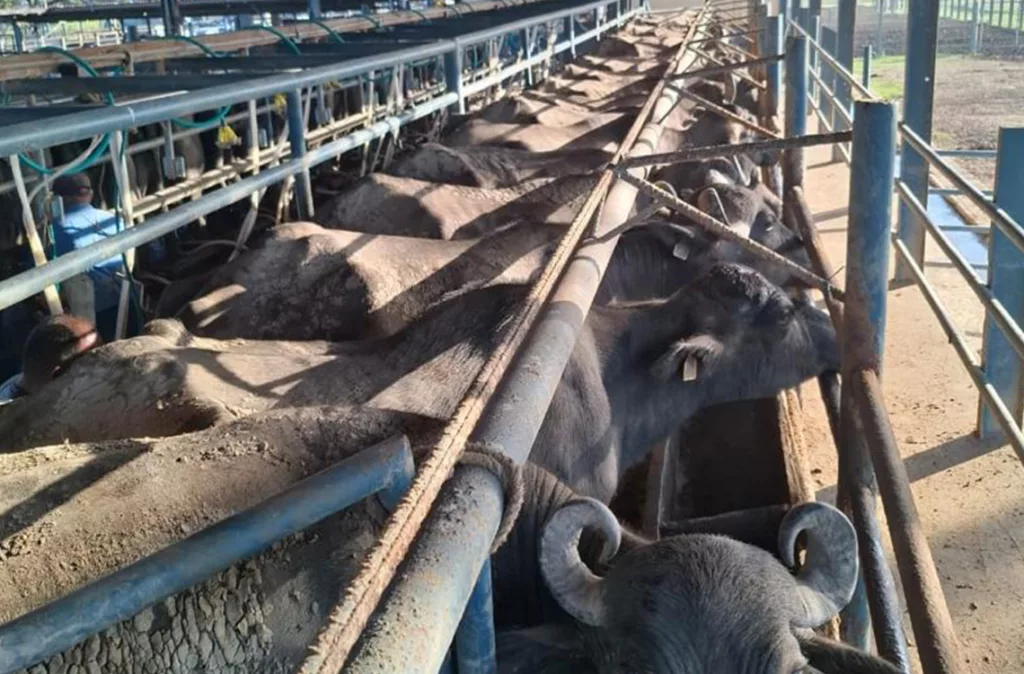 Consumo de carne, leche y queso de búfalo en aumento