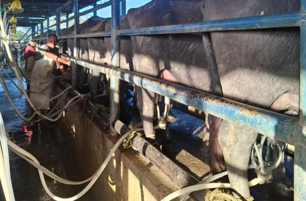 Consumo de carne, leche y queso de búfalo en aumento