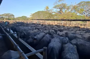 Consumo de carne, leche y queso de búfalo en aumento